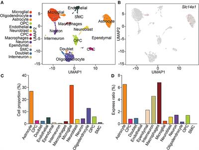 Expression of Urea Transporter B in Normal and Injured Brain